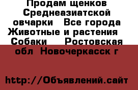 Продам щенков Среднеазиатской овчарки - Все города Животные и растения » Собаки   . Ростовская обл.,Новочеркасск г.